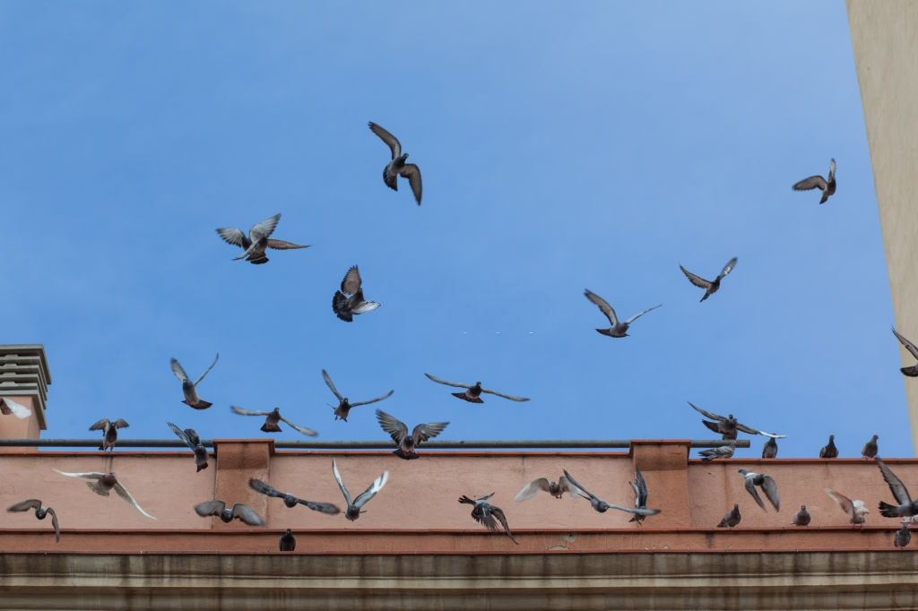 Pigeon Control, Pest Control in Bethnal Green, E2. Call Now 020 8166 9746