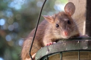 Rat Control, Pest Control in Bethnal Green, E2. Call Now 020 8166 9746