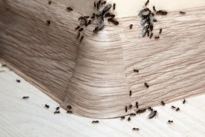 Ant Control, Pest Control in Bethnal Green, E2. Call Now 020 8166 9746
