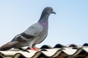 Pigeon Pest, Pest Control in Bethnal Green, E2. Call Now 020 8166 9746