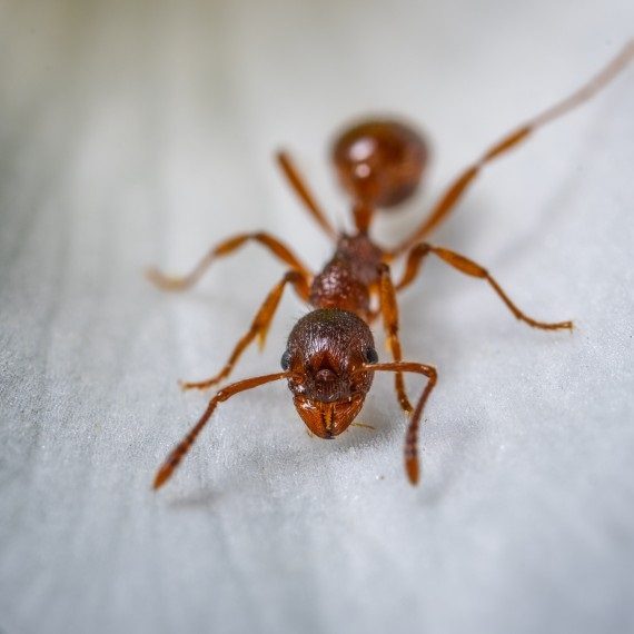 Field Ants, Pest Control in Bethnal Green, E2. Call Now! 020 8166 9746