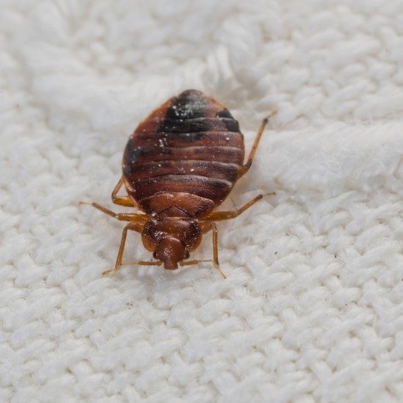 Bed Bugs, Pest Control in Bethnal Green, E2. Call Now! 020 8166 9746