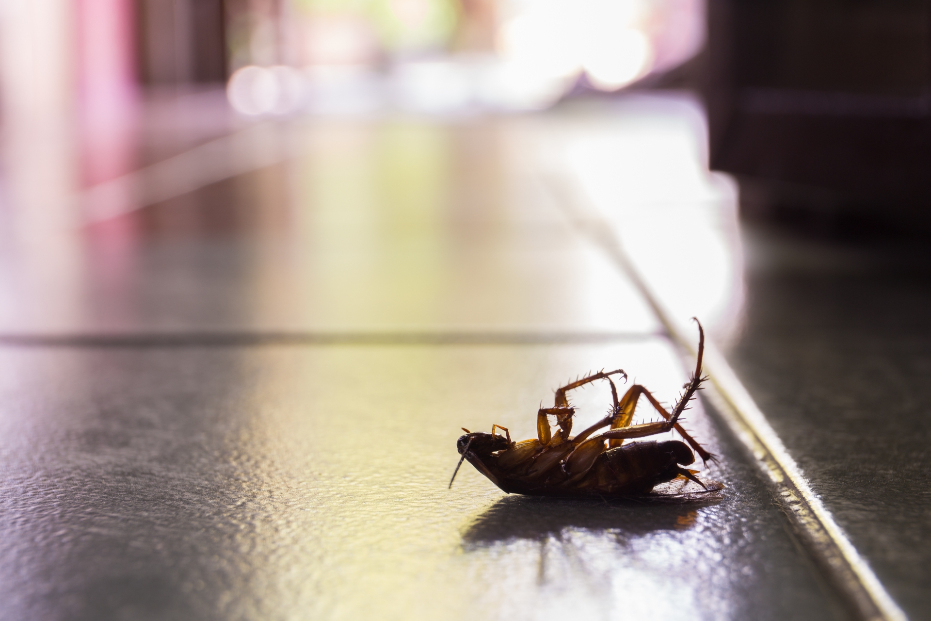 Cockroach Control, Pest Control in Bethnal Green, E2. Call Now 020 8166 9746