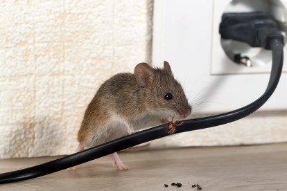 Pest Control in Bethnal Green, E2. Call Now! 020 8166 9746