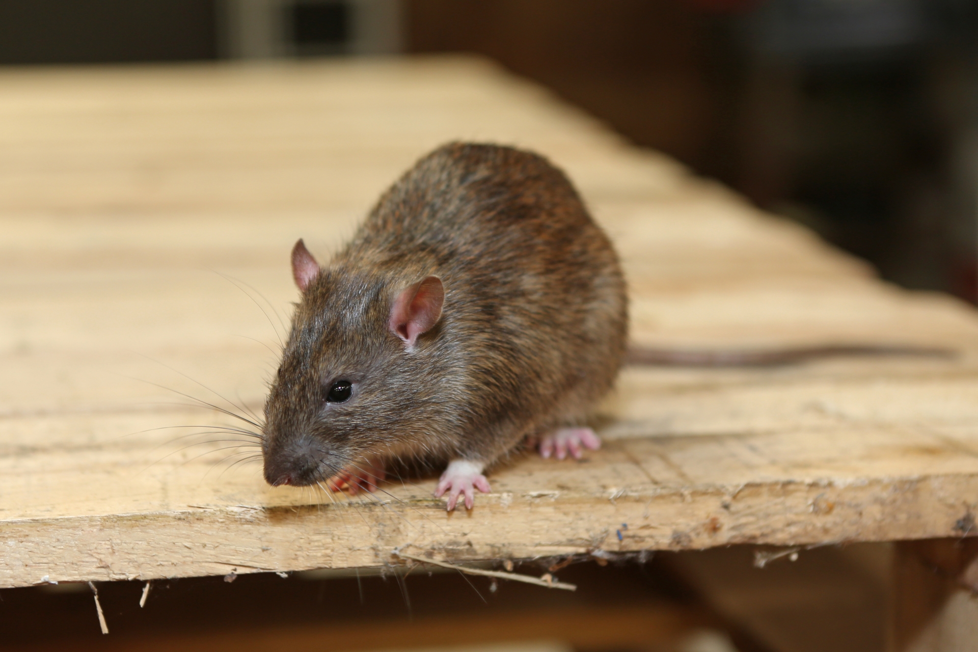 Rat Infestation, Pest Control in Bethnal Green, E2. Call Now 020 8166 9746