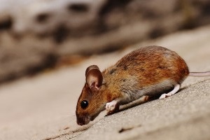 Mouse extermination, Pest Control in Bethnal Green, E2. Call Now 020 8166 9746