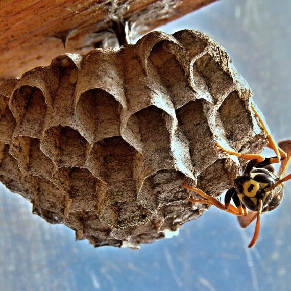 Wasps Nest, Pest Control in Bethnal Green, E2. Call Now! 020 8166 9746